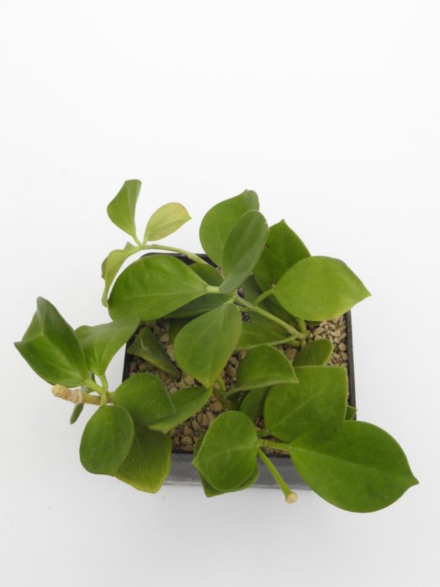 Hoya pachyclada