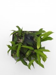Hoya pandurata