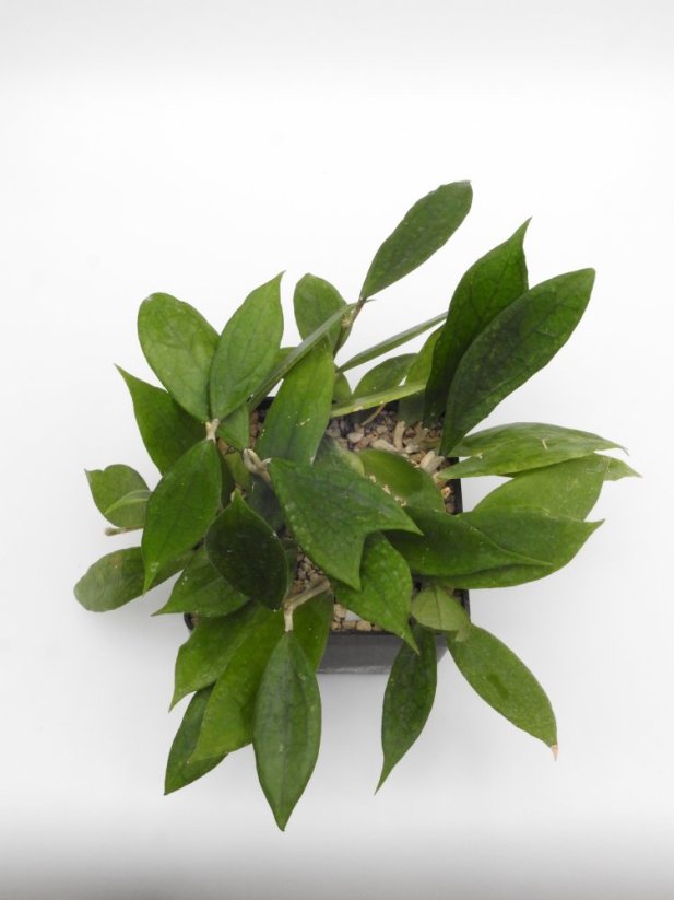 Hoya jennifer