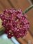 Hoya cinnamomifolia var. purpureofusca
