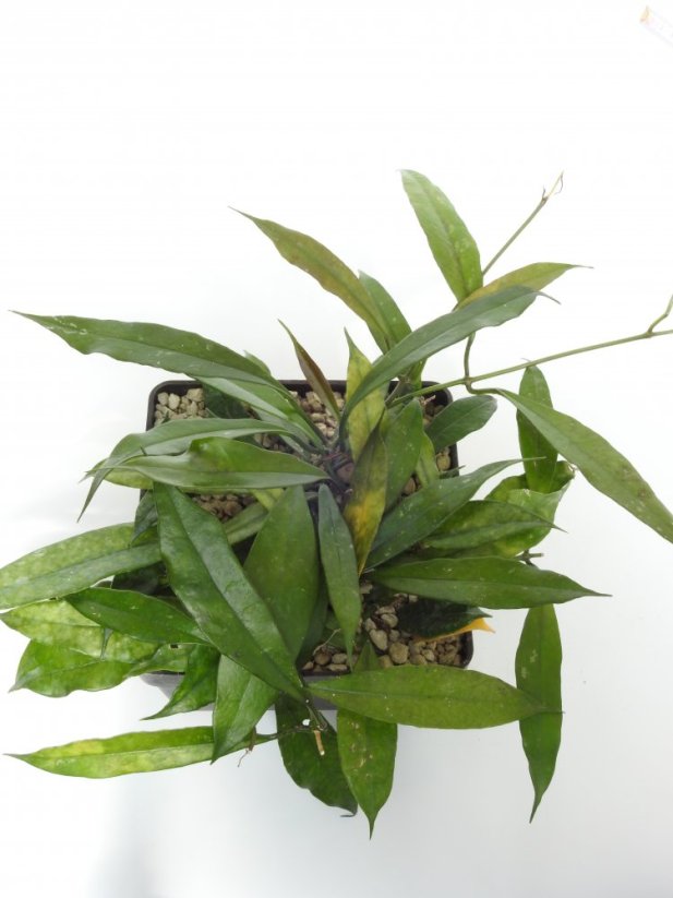 Hoya Yunnan