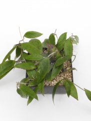 Hoya verticilata red leaf