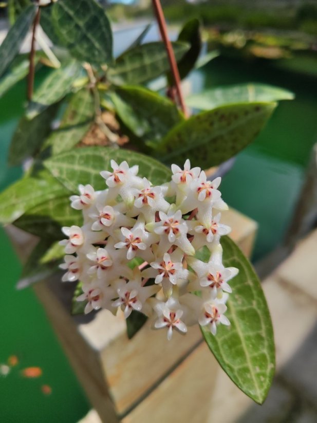 Hoya elliptica