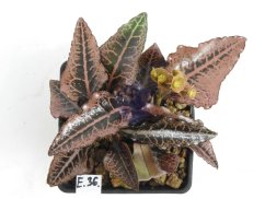 Euphorbia francoisii hybrid  No.36