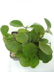 Hoya obovata splash silver