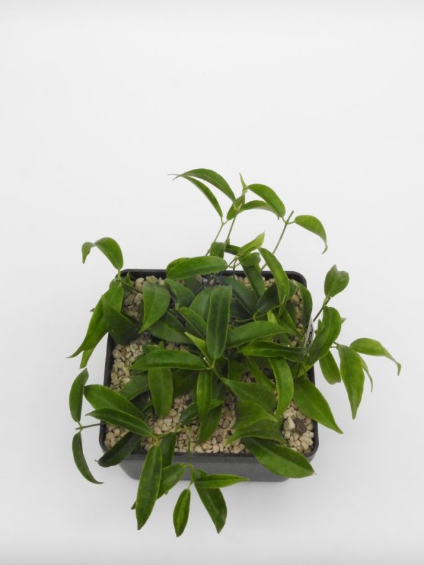 Hoya chloranthae