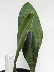 Sansevieria hyacinthoides mozambique No.18