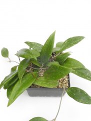 Hoya Rigida Splash