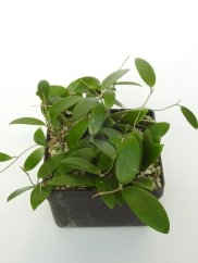 Hoya Wightii