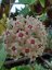 Hoya bogor 166