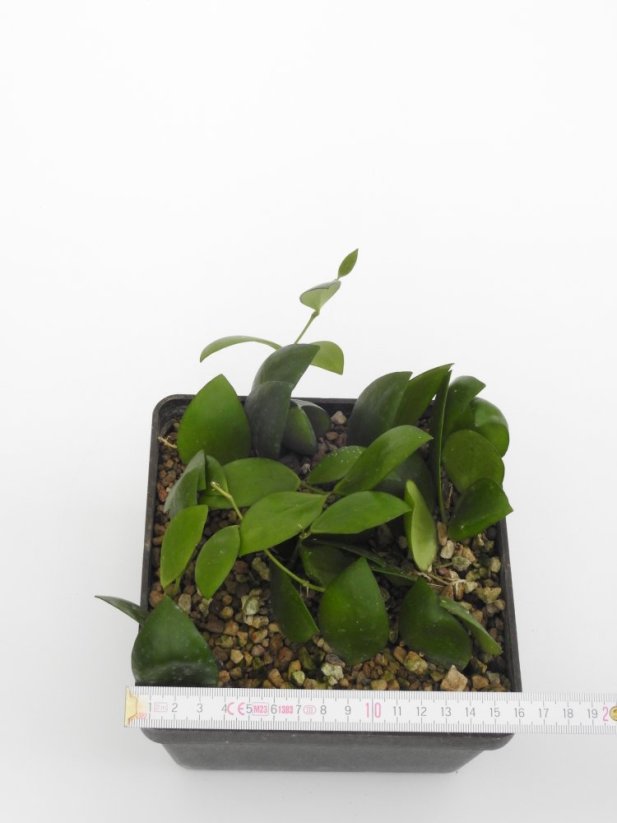 Hoya myrmecopa
