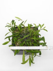 Hoya loheri