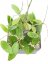 Hoya prachinburi black leaves