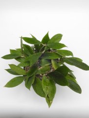 Hoya jennifer