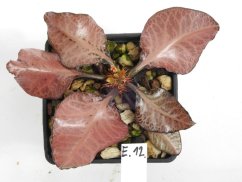 Euphorbia francoisii hybrid  No.12