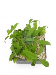 Hoya cagayanensis
