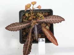 Euphorbia francoisii hybrid  No.20