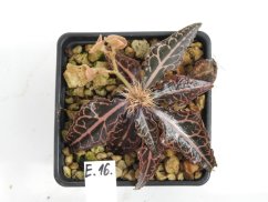 Euphorbia francoisii hybrid  No.16