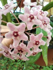 Hoya minibelle