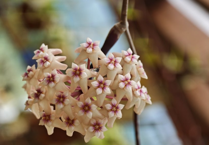 Hoya sulawesi 8867