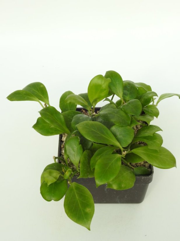 Hoya Obscura