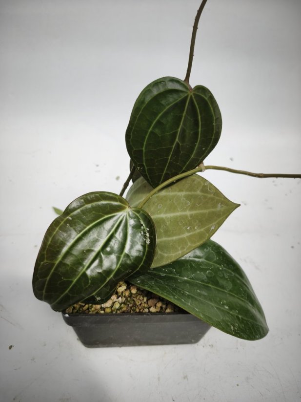 Hoya Sarawak