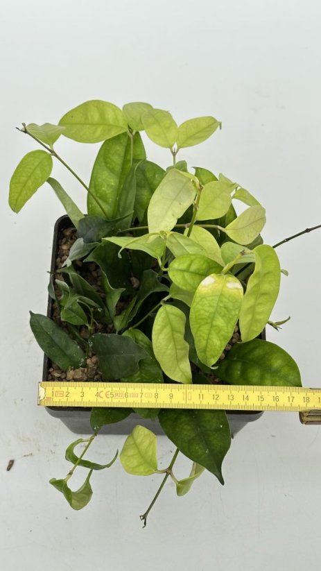 Hoya campanulata