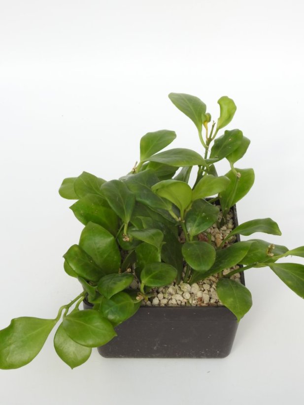 Hoya Obscura