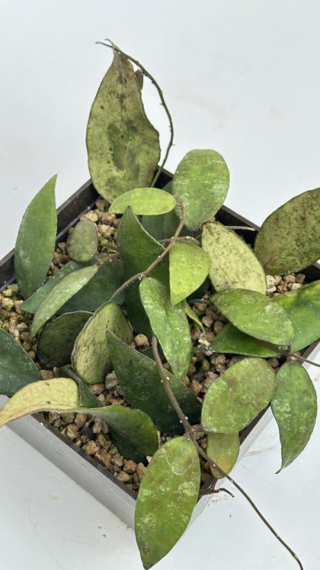 Hoya flagelata big leaves
