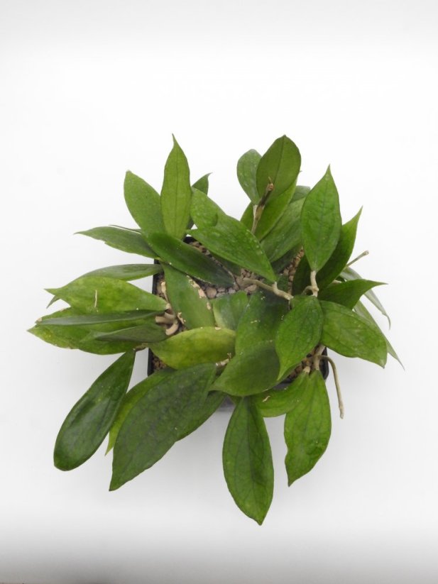 Hoya jennifer