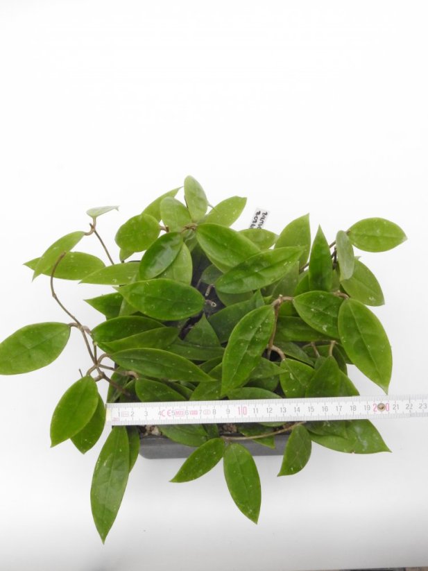 Hoya bintulu borneo iml 1646