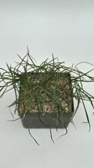 Hoya acicularis