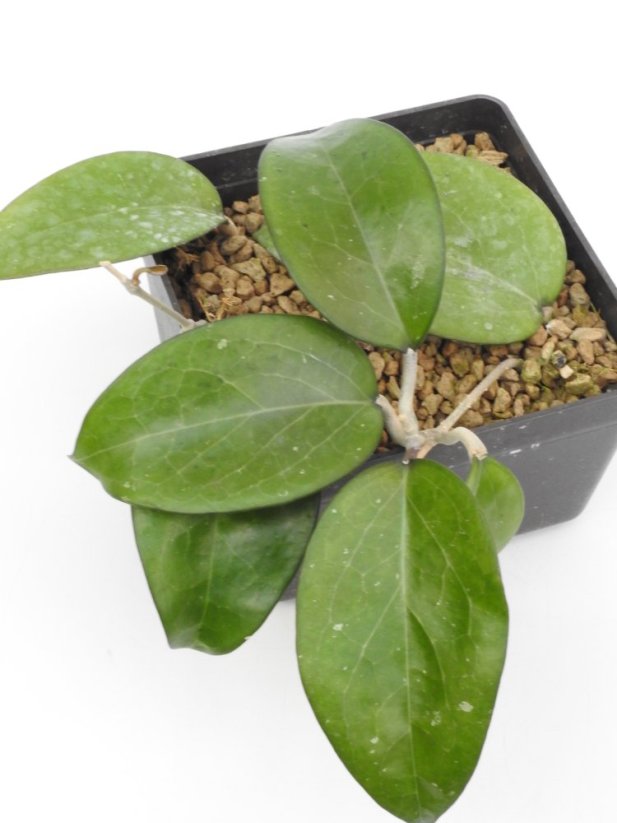 Hoya Fuscomarginata