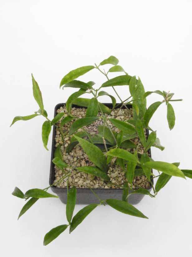 Hoya filiformis