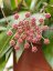 Hoya gracilis