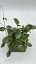 Hoya carnosa round leaf