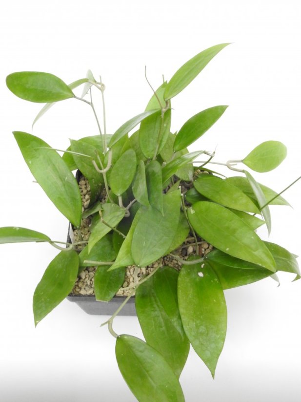 Hoya cinnamomifolia