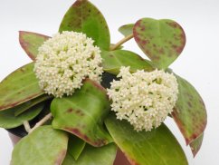 Hoya subquintuplinervis