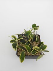Hoya parasitica variegata