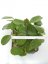 Hoya obovata