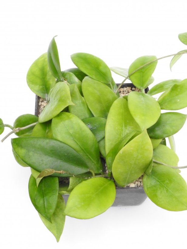Hoya arnottiana