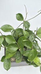 Hoya carnosa round leaf