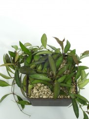 Hoya laxiflora