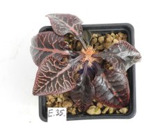 Euphorbia francoisii hybrid  No.35