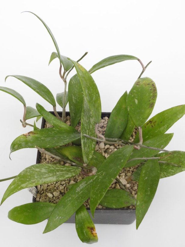 Hoya parasitica long leaf