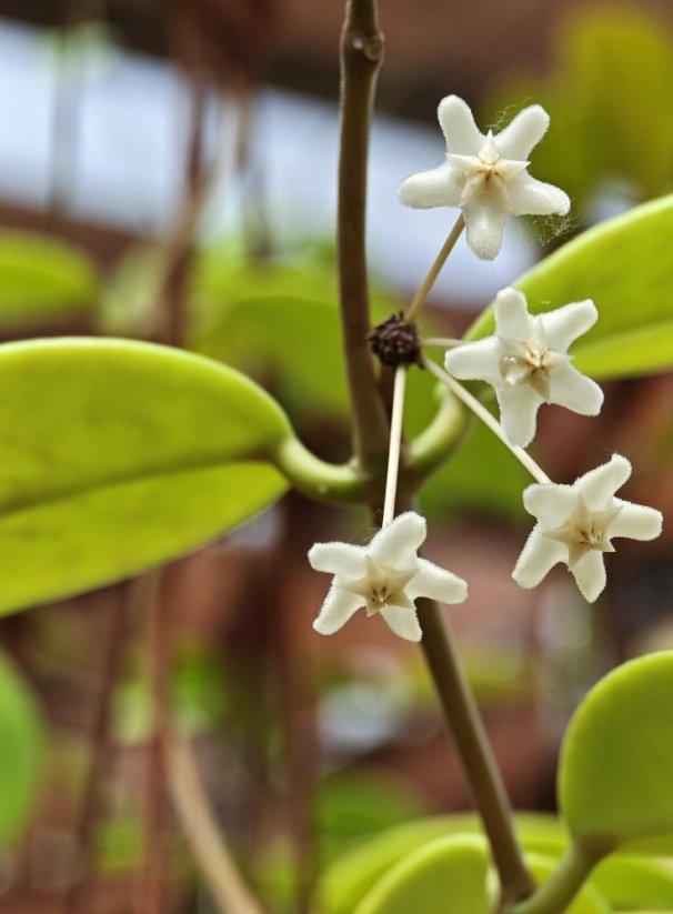 Hoya monetteae