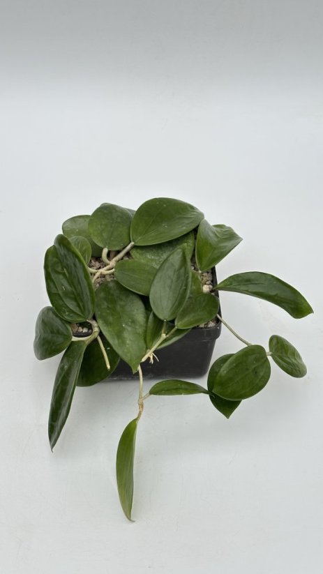 Hoya potsii Chiang Mai