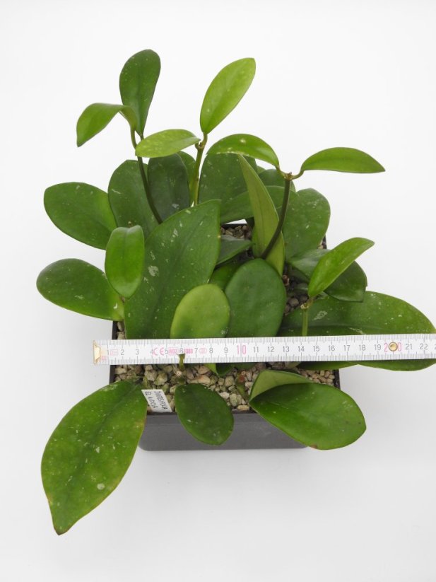 Hoya diversifolia el nidicus