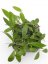 Hoya erythrostemma