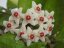 Hoya carnosa round leaf